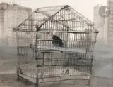 Le Merle en cage by Gérard Barthélémy, 1985, Encre, lavis d’encre et rehauts de gouache blanche, sold Dec 2024