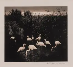 Mount Etjo, Namibia by Pentti Sammallahti, 2005, Tirage photographique en noir et blanc, sold Mar 2023