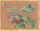 Branches de pavots by Gerard van Spaendonck, 1788, Aquarelle et gouache sur papier chamois, sold Mar 2018