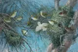La nichée by John Gerrard Keulemans, Aquarelle et réhauts de gouache signée en bas à droite, sold Feb 2015