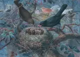 Couple de merles nourrissant ses oisillons by John Gerrard Keulemans, 1898, Aquarelle et réhauts de gouache signée et datée en bas à gauche, sold Feb 2015