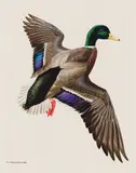 Mallard Duck by Fenwick Lansdowne, gouache on paper, sold Nov 2022
