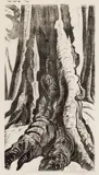 Douglas Firs by Sybil Andrews, woodcut on cream oriental laid paper, sold Oct 2022