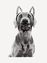 Ray Cat by William Wegman, 1979, Serigraphie auf photographischem Abzug, aufgezogen auf Karton, sold May 2008