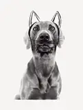 Ray Cat by William Wegman, 1979, Serigraphie auf photographischem Abzug, aufgezogen auf Karton, sold May 2008