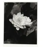 Waterlily Celebration by Caroline Vaughan, Gelatin silver print, sold Mar 2025
