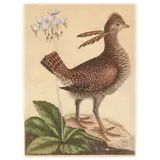 Greater Prairie Chicken, and the Eastern Shooting Star by Mark Catesby, Hand-colored etching on laid paper, sold Mar 2025