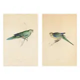 Two Parakeet Prints from Illustrations of the Family of Psittacidae, or Parrots by Edward Lear, Hand-colored lithographs, sold Feb 2025