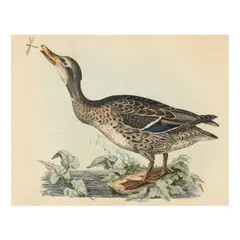 Wild Duck by Prideaux John Selby, Hand-colored engraving, sold Feb 2025