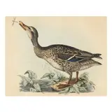 Wild Duck by Prideaux John Selby, Hand-colored engraving, sold Feb 2025