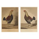 Pair of Cock Fighting Portraits by C. R. Stock, Hand-colored aquatints, sold Feb 2025