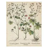 Geranium Moscatum Odoratum / Germanium Fuscum / Germanium Saxatile by Basilius Besler, Hand-colored engraving, sold Feb 2025