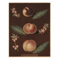 Peach by George Brookshaw, Hand-colored stipple engraving and aquatint, sold Feb 2025