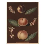 Peach by George Brookshaw, Hand-colored stipple engraving and aquatint, sold Feb 2025