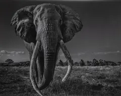 Space for Giants by David Yarrow, 2020, pigment print, sold Jun 2022