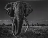 Space for Giants by David Yarrow, 2020, pigment print, sold Jun 2022