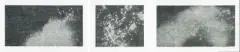 Illumination by Christiane Baumgartner, 2011, woodcut, sold Sep 2025