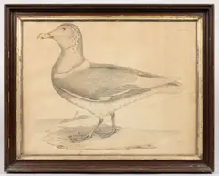 ORNITHOLOGICAL PRINT by Prideaux John Selby, hand-colored engraving on paper, offered Jun 2023