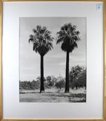 Palm Trees by Tim Harvey, gelatin silver print, sold Apr 2022