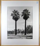 Palm Trees by Tim Harvey, gelatin silver print, sold Apr 2022