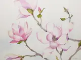 Magnolia by F. Eleanor Johnson, watercolour on paper, sold Jul 2026