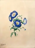 A botanical study of morning glories by Clara Maria Pope, watercolor, sold Apr 2023
