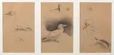 Studies of Gannets by Archibald Thorburn, pencil on paper, sold Apr 2023