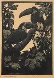 Toucans by Lionel Lindsay, pencil, sold Jan 2023