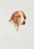 Head of a foxhound by Arthur Wardle, watercolor, sold Mar 2023