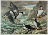 Colour lithograph - puffins on a rocky sea cliff by Basil Ede limited edition, lithograph, sold Dec 2023