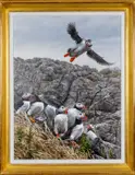 Puffins on Skomer Island by Andrew Ellis, acrylic on board, sold Nov 2023