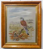 Peregrine falcon by Paul A. Nicholas, 1974, watercolour, sold Feb 2023