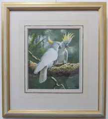 Lesser Sulphur-Crested Cockatoos by Adrian C Rigby, photograph, sold Jan 2023