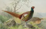 SPORTING SCENE OF PHEASANTS by Archibald Thorburn, watercolor / gouache on paper, sold Apr 2023