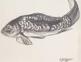 Carpe cuir 400/600 by Gaston Suisse, Crayon gras sur papier, sold Mar 2021