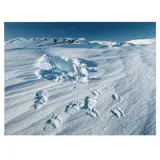 Bear Den I by Subhankar Banerjee, UltraChrome print, sold Jan 2025