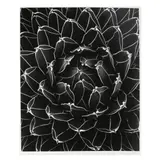 Succulent: Agave Victoria-Reginae, Mexico by Don Worth, 1975, Gelatin silver print, sold Jan 2025
