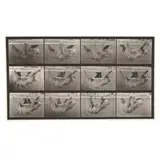 Sloth , from Animal Locomotion by Eadweard Muybridge, Collotype, sold Jan 2025
