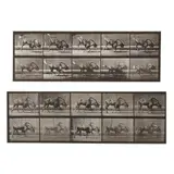 Gnu Walking and Gnu Bucking and Galloping , from Animal Locomotion (Two Works) by Eadweard Muybridge, Each a collotype, sold Jan 2025
