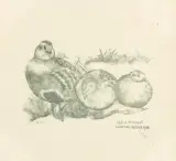 Drei graue Rebhühner by Robert Hainard, 1976, woodcut, offered Sep 2025