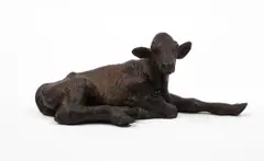 Calf, 1989 by Joseph Fafard, 1989, bronze, sold Sep 2026