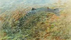 River Otter Trout: watercolour by Robin Armstrong, watercolour, offered May 2016