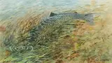 River Otter Trout: watercolour by Robin Armstrong, watercolour, offered May 2016