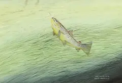Otter Brownie 1.6.94: watercolour by Robin Armstrong, watercolour, offered May 2016