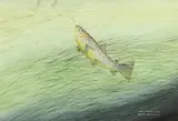 Otter Brownie 1.6.94: watercolour by Robin Armstrong, watercolour, offered May 2016