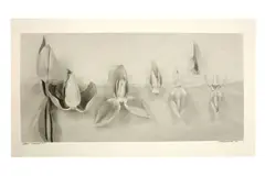 Untitled by John Blakemore, Silver gelatin print, printed later, offered Jan 2024