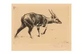 Untitled by Wilhelm Kuhnert, etching, offered Jan 2024