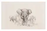 Untitled by David Shepherd, pencil, offered Dec 2023
