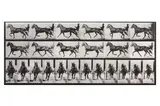 Untitled by Eadweard Muybridge, photograph, offered Nov 2023