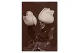 Untitled by Charles Jones, print, offered Nov 2023